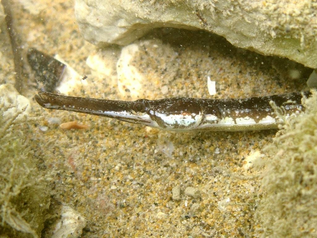 Syngnathus taenionotus